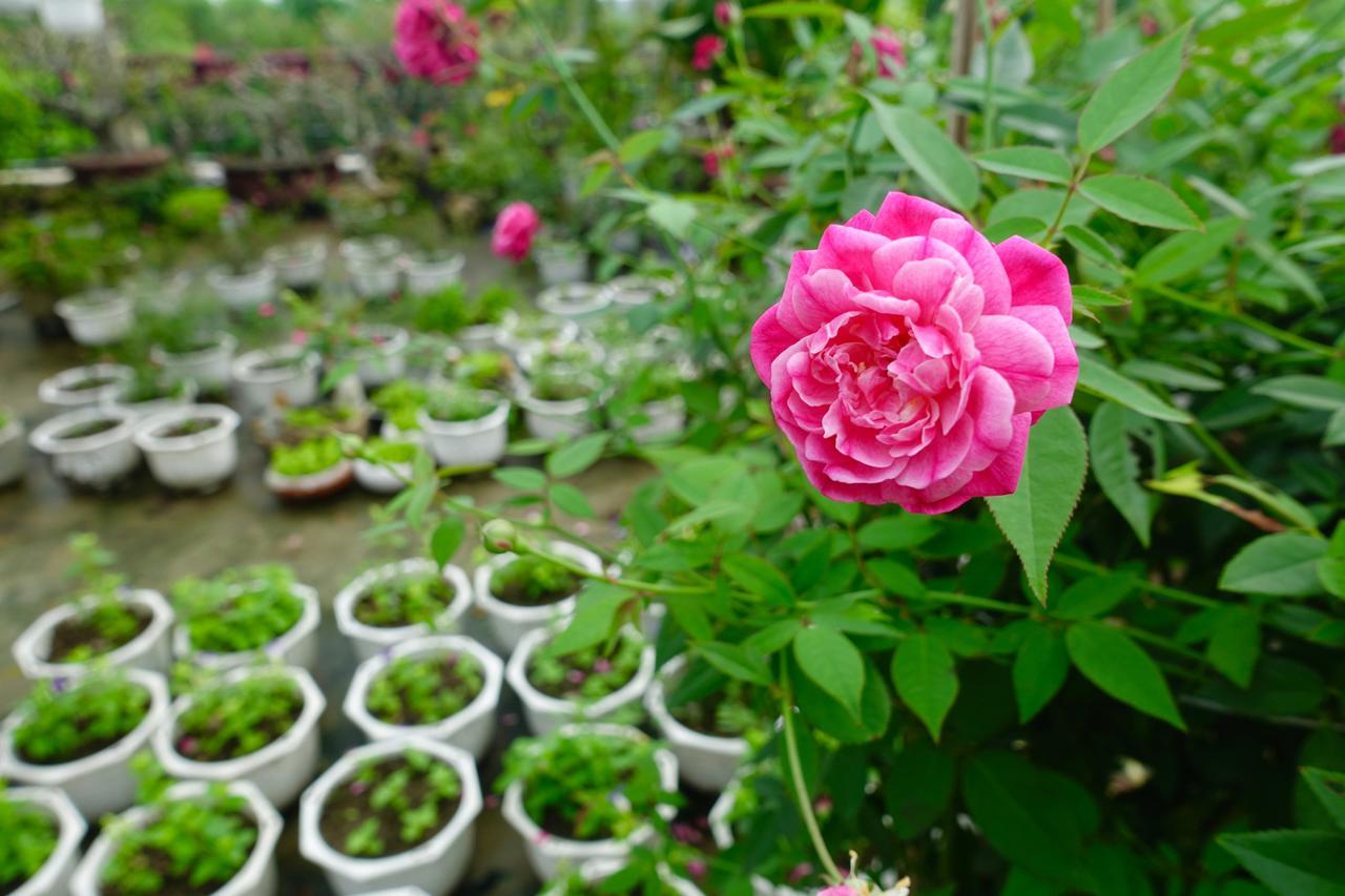 Leaf Homestay ฮอยอัน ภายนอก รูปภาพ
